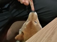 -柴务处·柴犬主题狗咖