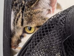 -爱洗澡的猫(望京店)