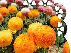-上海鲜花港