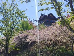 -樱花山风景区