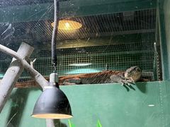 -上海大自然野生昆虫馆(东方明珠·爬宠昆虫探索中心)