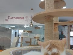 -喵园·猫主题咖啡厅·撸猫·猫咖(国贸店)