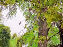 -桂湖森林公园