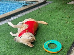 -汪说喵讲宠物乐园宠物酒店(红星美凯龙店)