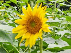 -广州市流溪河国家森林公园