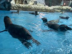 -帝企鹅自助餐厅•儿童岛•真企鹅(长隆企鹅酒店)