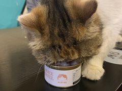 -猫小院猫主题咖啡厅(北锣店)