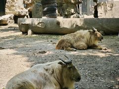 -上海野生动物园