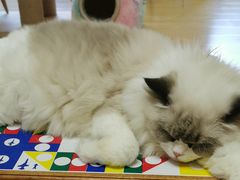 -猫和宫(六道口店)