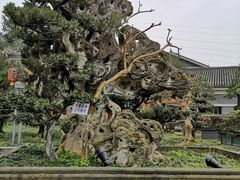 -老幺泉水鸡