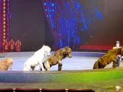 -珠海横琴长隆《卡卡虎奇遇记》