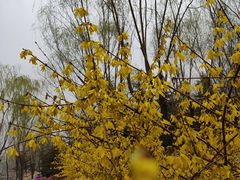 -大兴滨河森林公园