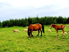 -塞罕坝国家级自然保护区