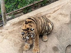 -深圳野生动物园