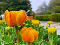 -上海鲜花港
