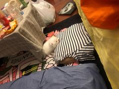 -瑞派·关忠动物医院·异宠专科·犬猫肿瘤·皮肤专科(望京店)