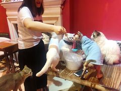 -猫色咖啡·猫咖