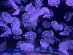 -欢乐海岸海洋奇梦馆