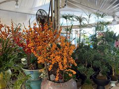 -龙大花卉苗木市场