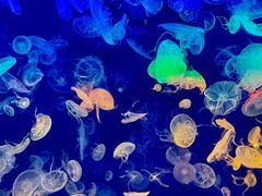 -烟台海昌鲸鲨海洋公园
