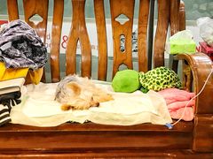 -爱侣宠医·鹦鹉专科·小型哺乳类·异宠专科(灵石路店)