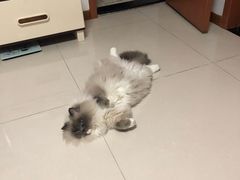 -美联众合动物医院·24h京西诊疗中心