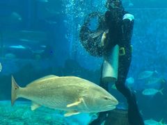 -北戴河圣蓝海洋公园