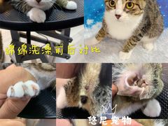 -悠尼宠物·独立低压伊珊娜洗护·美容·寄养(兰谷路店)