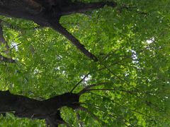 -牛杂大叔(园岭总店)