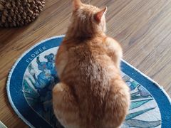 -瑞派福兴宠物医院犬猫全科·骨科·中西医结合(河东店)