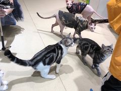 -藏猫猫咖啡主题馆(中央大道店)