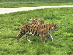-横道河子东北虎林园