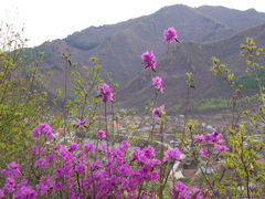 -王顺山国家森林公园