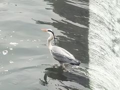 -九眼桥码头旧址
