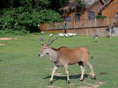 -广州长隆野生动物世界