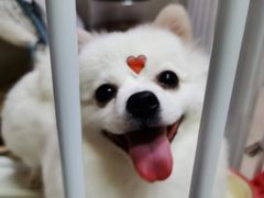 -BABYDOG宝贝狗宠物乐园(欧洲城店)
