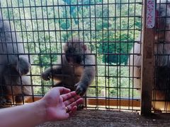 -岚山猴子公园