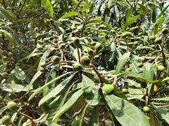 -洛阳周公庙博物馆