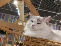 -小时光咖啡馆(开森度假森林店)