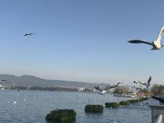 -洱海月湿地公园