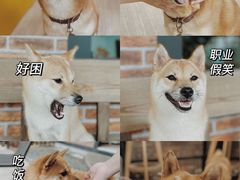 -柴犬高等学院·狗咖·柴犬售卖·宠物训练