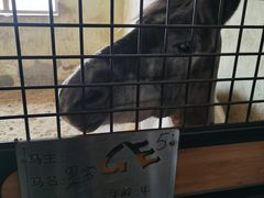 -北京群众马术培训基地