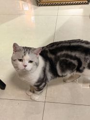 -众刺纹画·纹身·穿孔饰品·海娜定制