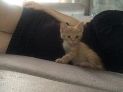 -CoCo都可(十全东店)