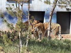 -青藏高原野生动物园