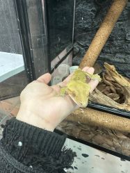 -Moni星球萌宠·小马宝莉·灵蛇·高端高阶全萌宠互动体验俱乐部(红豆国际广场店)
