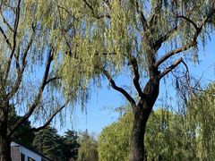 -上海共青森林公园