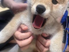 -逗柴咖啡屋·狗咖猫咖宠物桌游