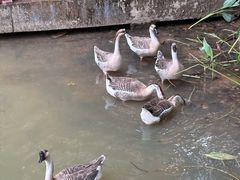 -广州白江湖森林公园