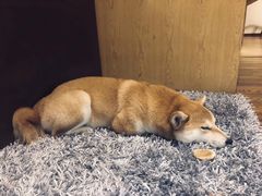 柴犬-柴务处·柴犬主题狗咖